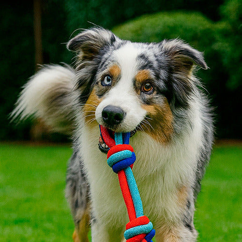 Juguete Para Mascotas Perro Cuerda Premium